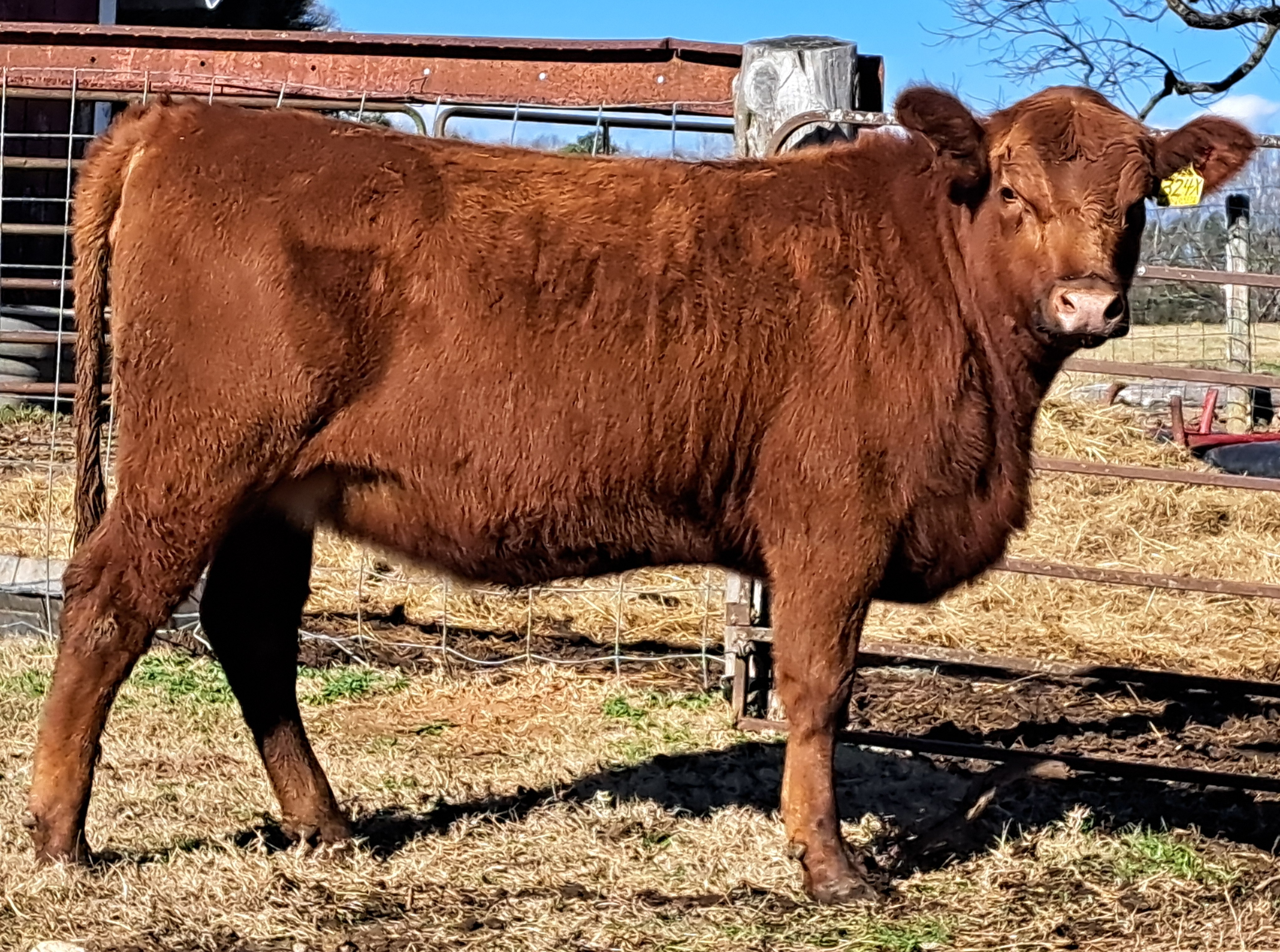 Bull and Female Sale